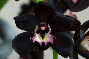 bunga anggrek hitam