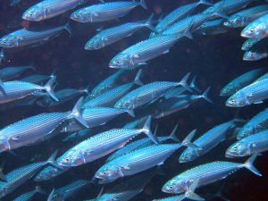 5 Budidaya Ikan Kembung, Komoditas Tinggi Nusantara